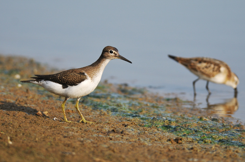 Corriere grosso e limicoli da verificare ID